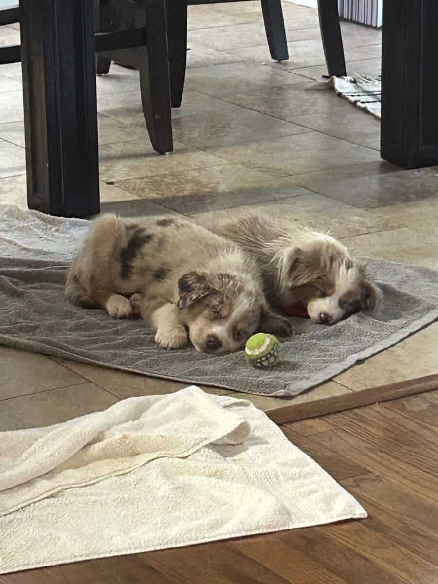 Puppies image 1