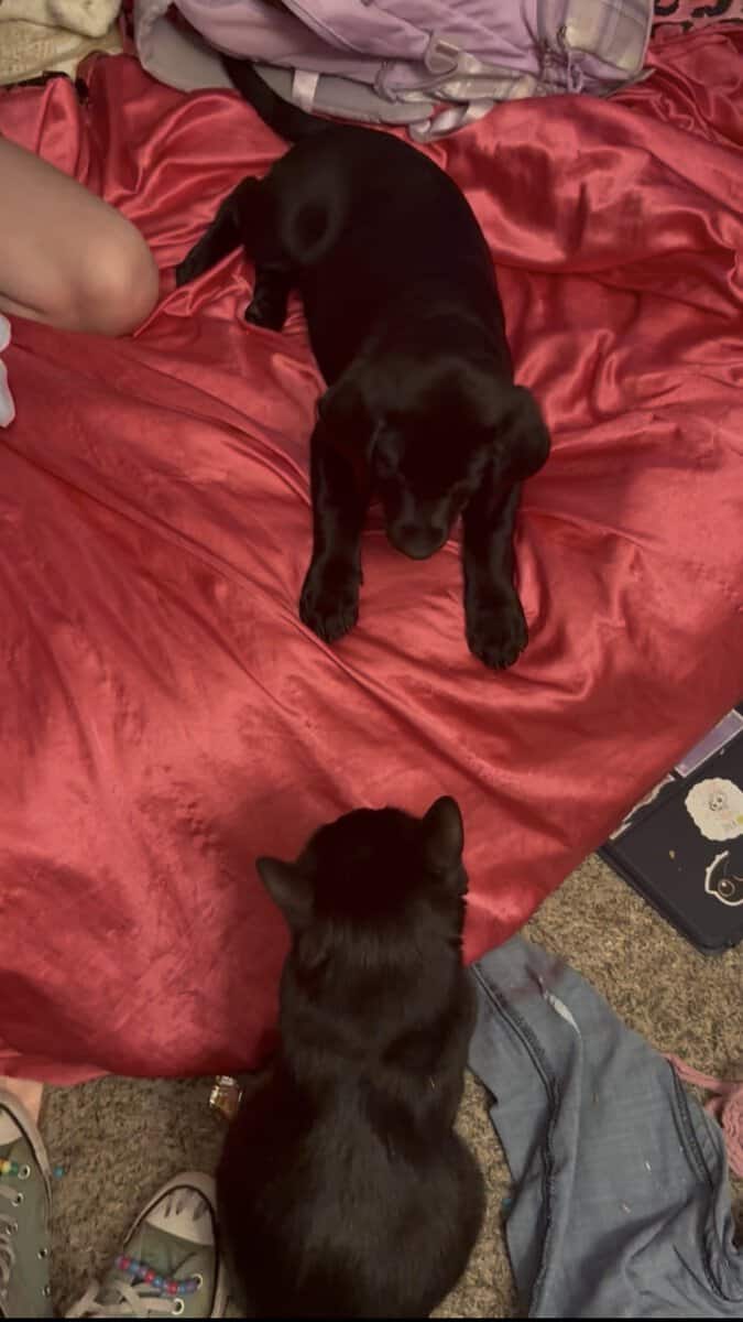 Female American Black Labrador Puppy image 5