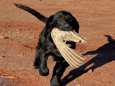 16 week old Nala girl !