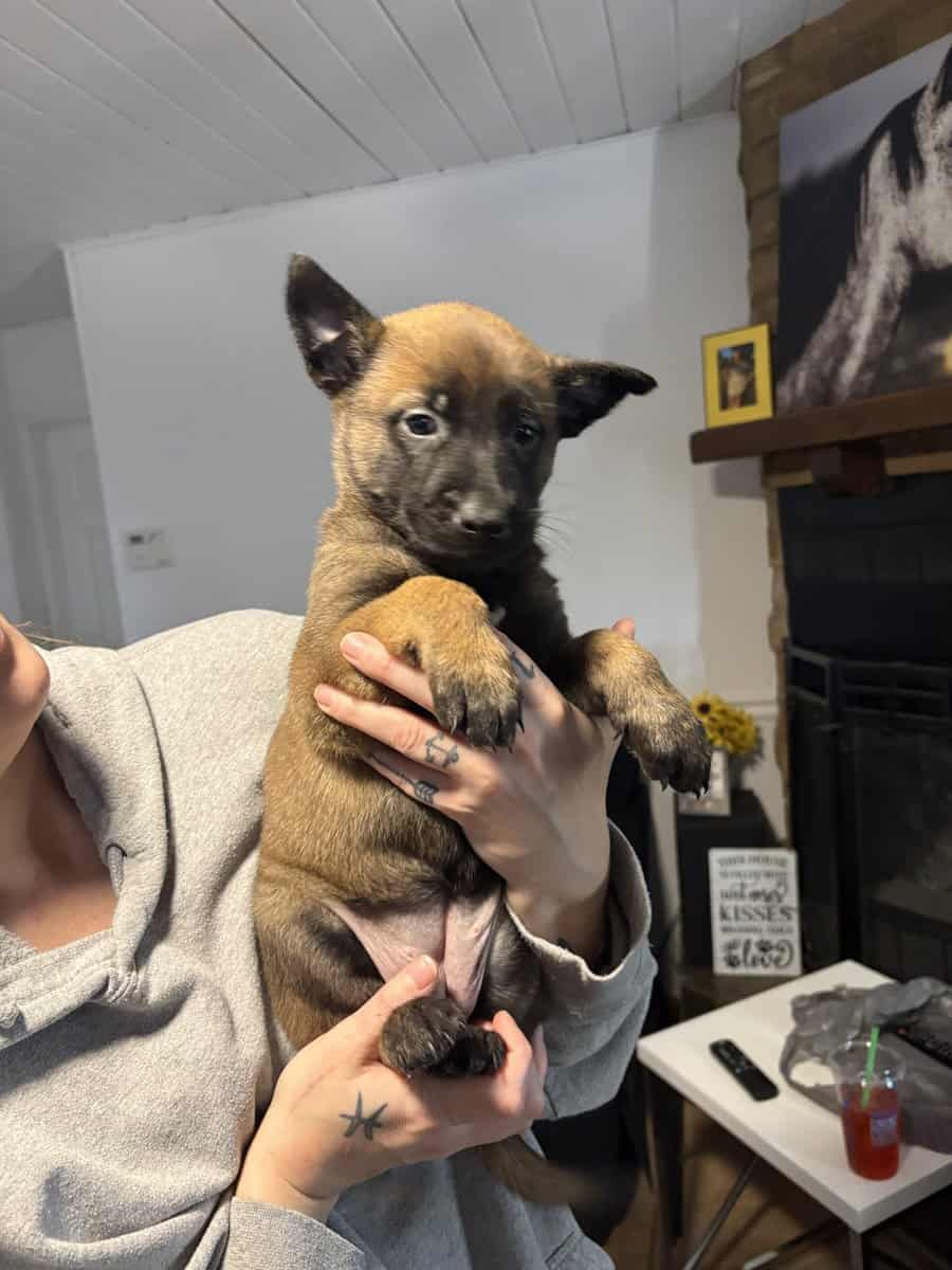 Belgian Malinois puppies image 4