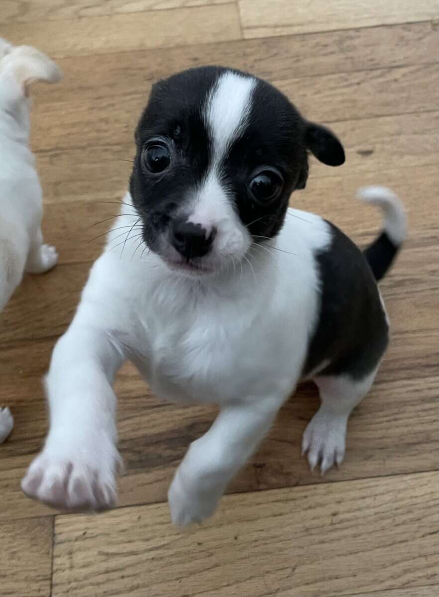 Adorable Chihuahua Puppy image 1