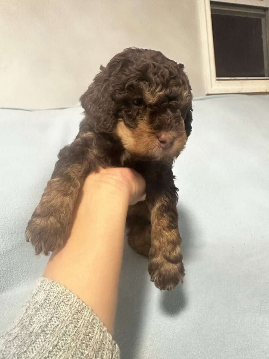 8 weeks golden doodle image 2