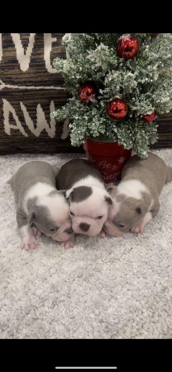 Boston Terrier Puppies image 1