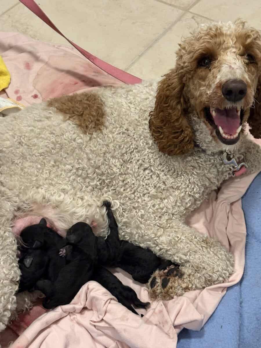 Beautiful purebred Moyen Poodles image 5