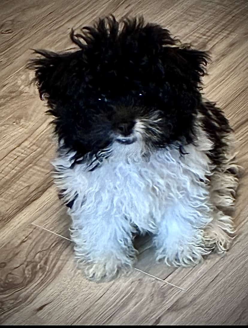 My name is Milo image 1