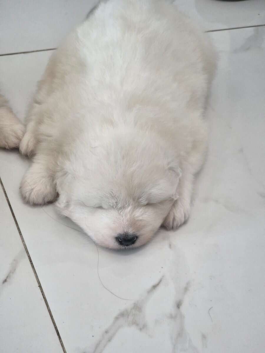 Samoyed female's 4 weeks image 5