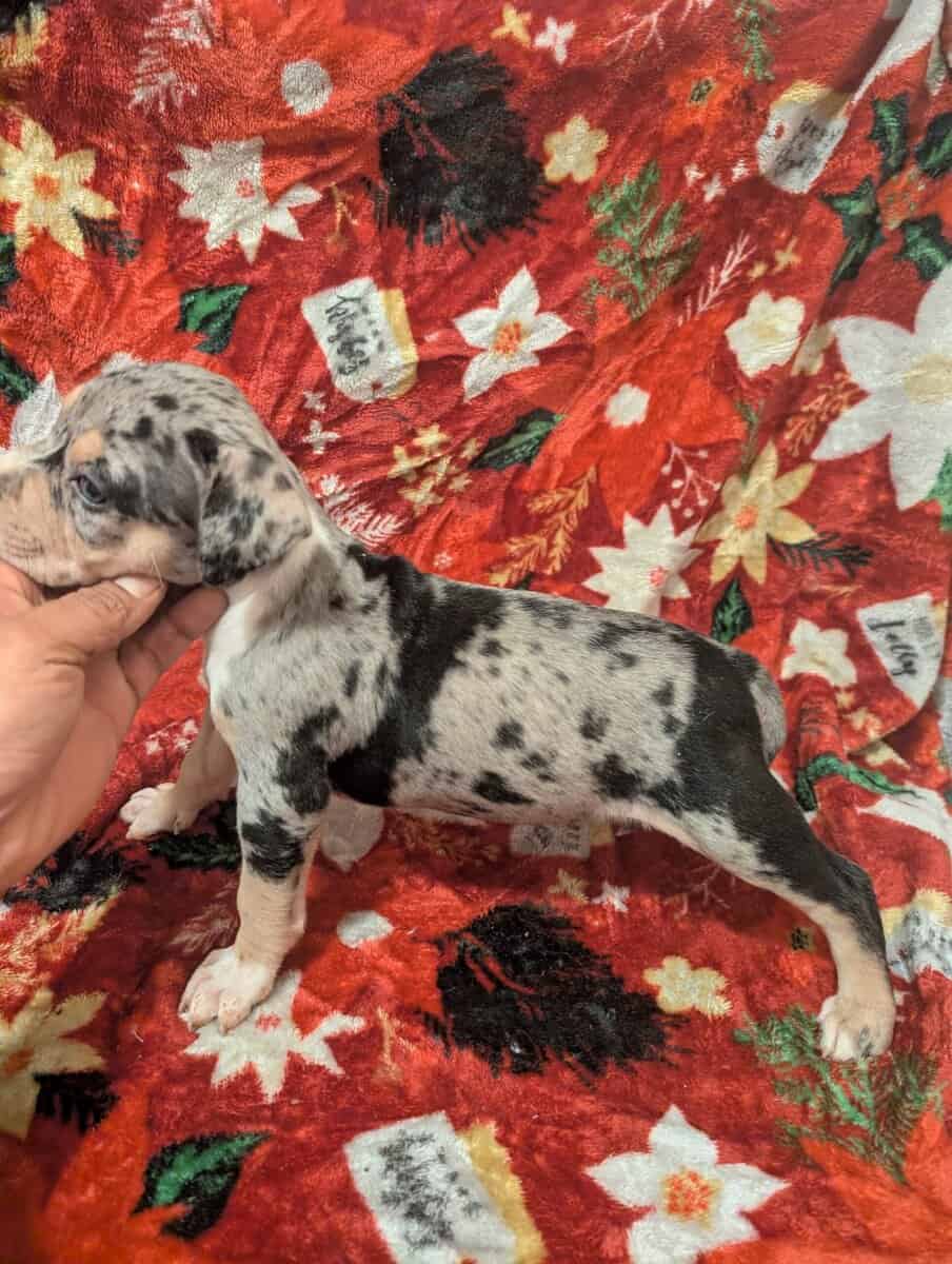 American bully puppies image 7