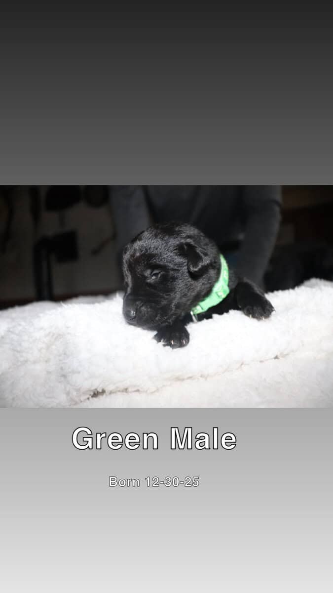 Puppies for sale image 3