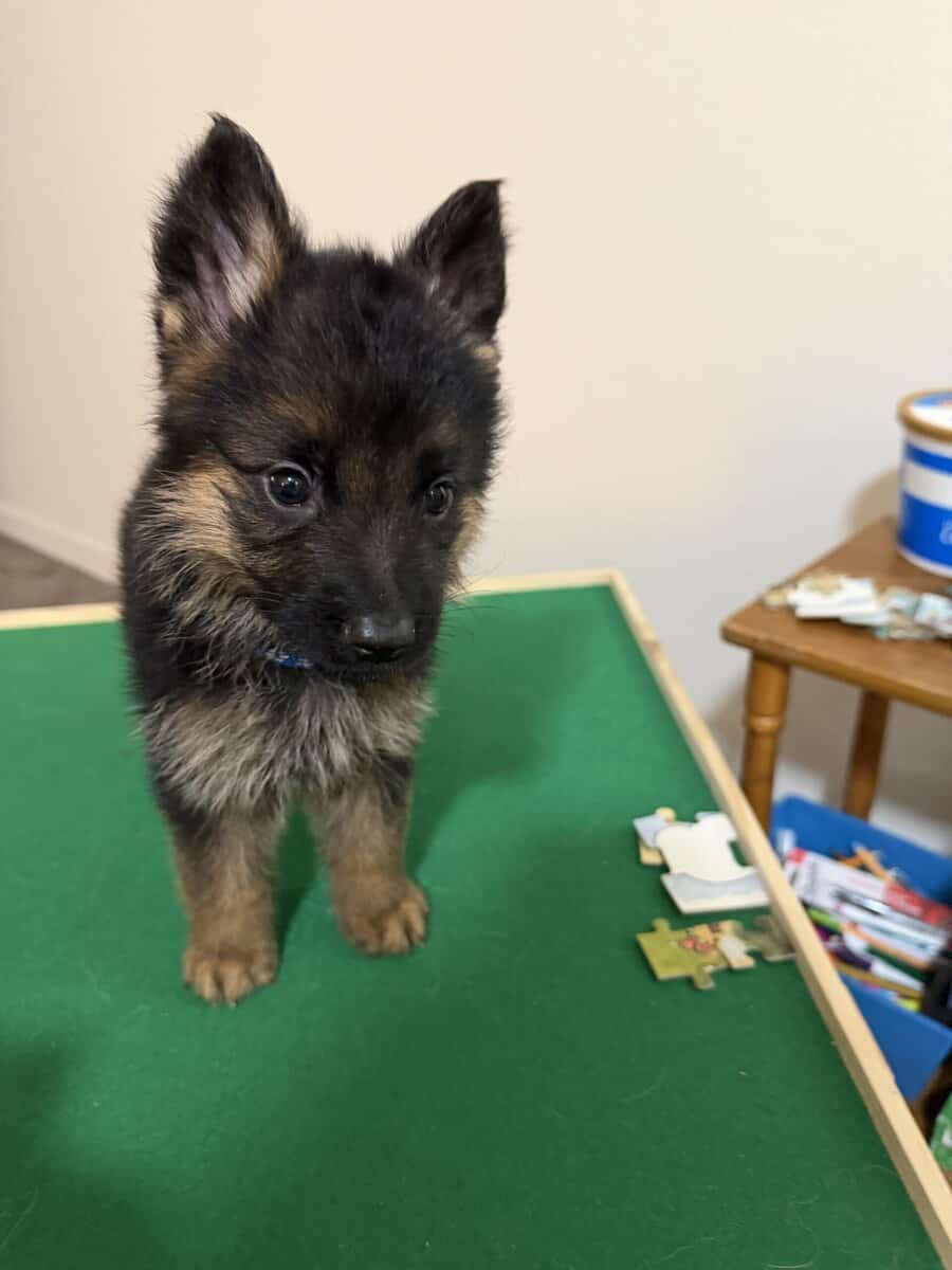 AKC purebred German Shepherd puppies image 13