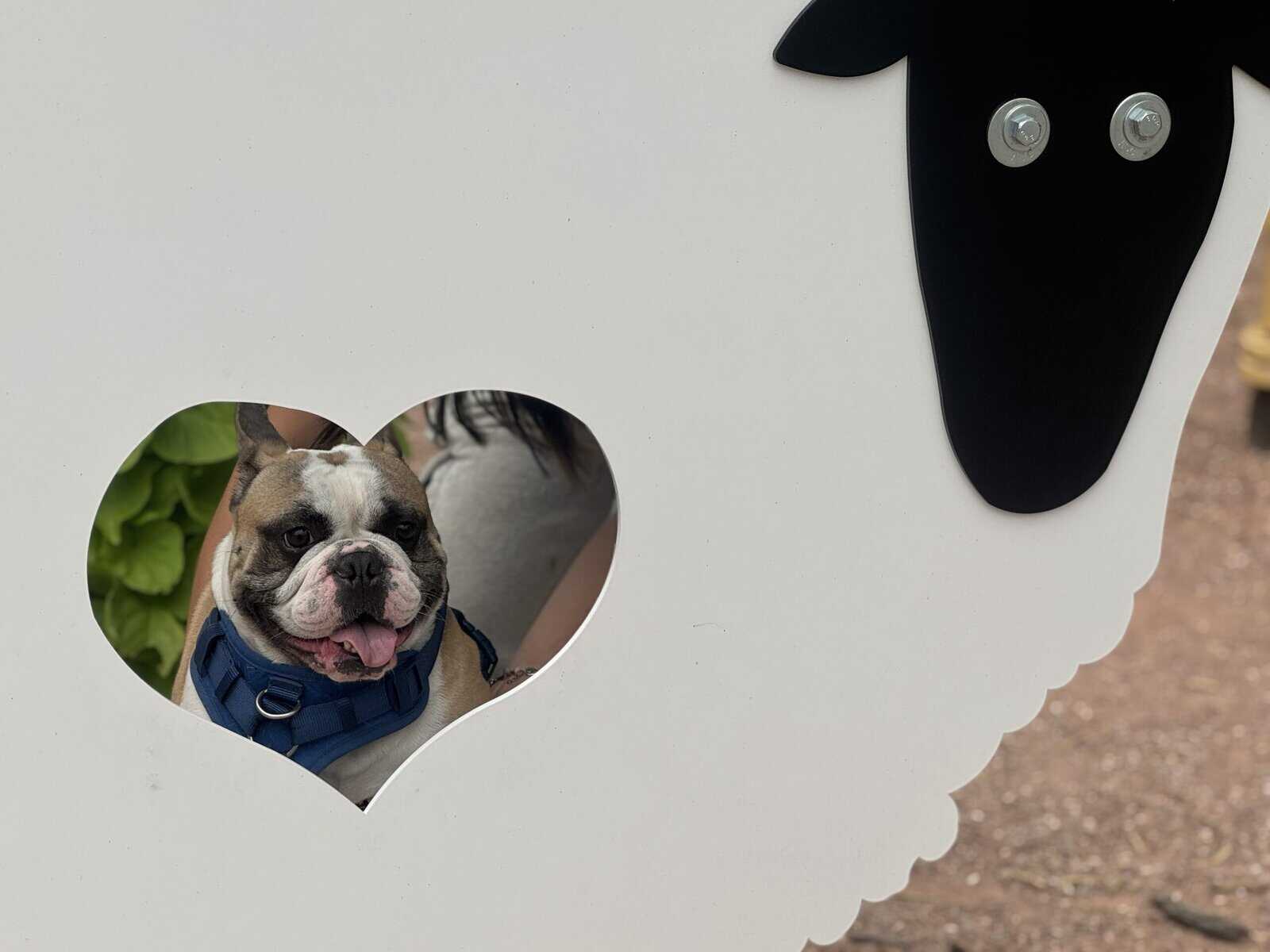 Male Frenchie 2.5 years old image 2