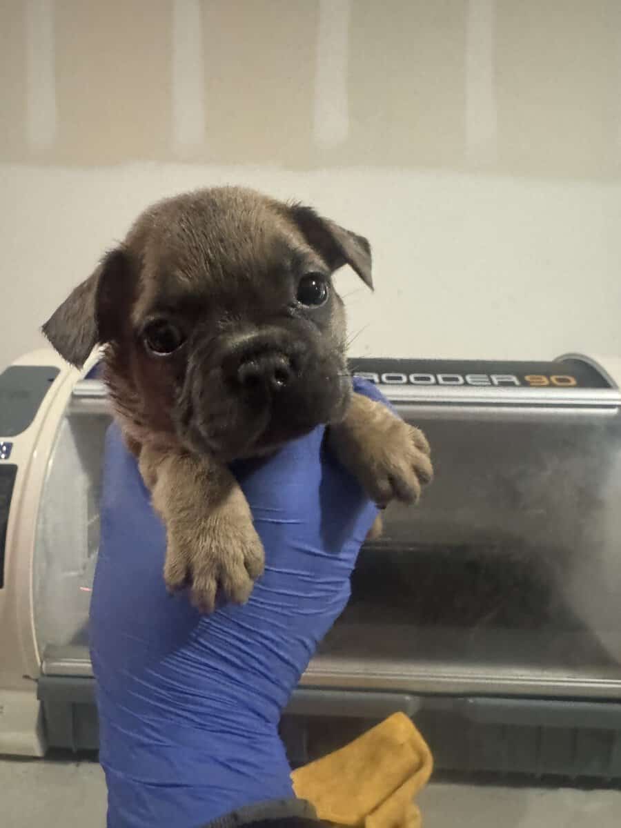 French Bulldog pup image 1