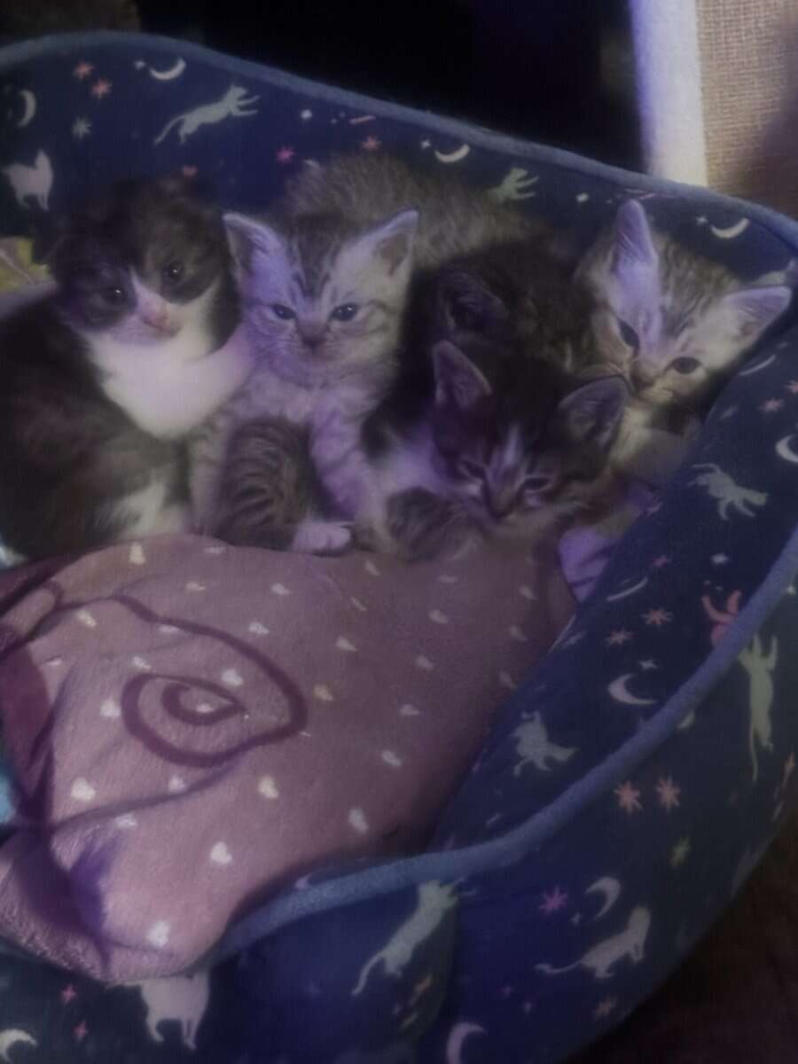 Scottish Fold Kittens – Healthy, Social, Indoor‑Ra image 1