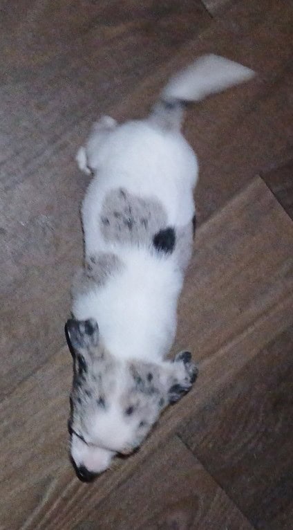 Tiny white with Merle piebald female chihuahua pup image 20