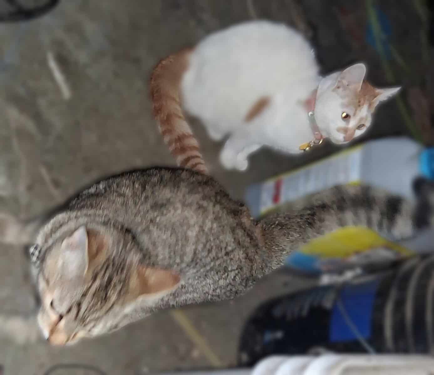 BESTIES 🐱+🐱=❤️3m old Boy&Girl Seeks Loving Home image 1