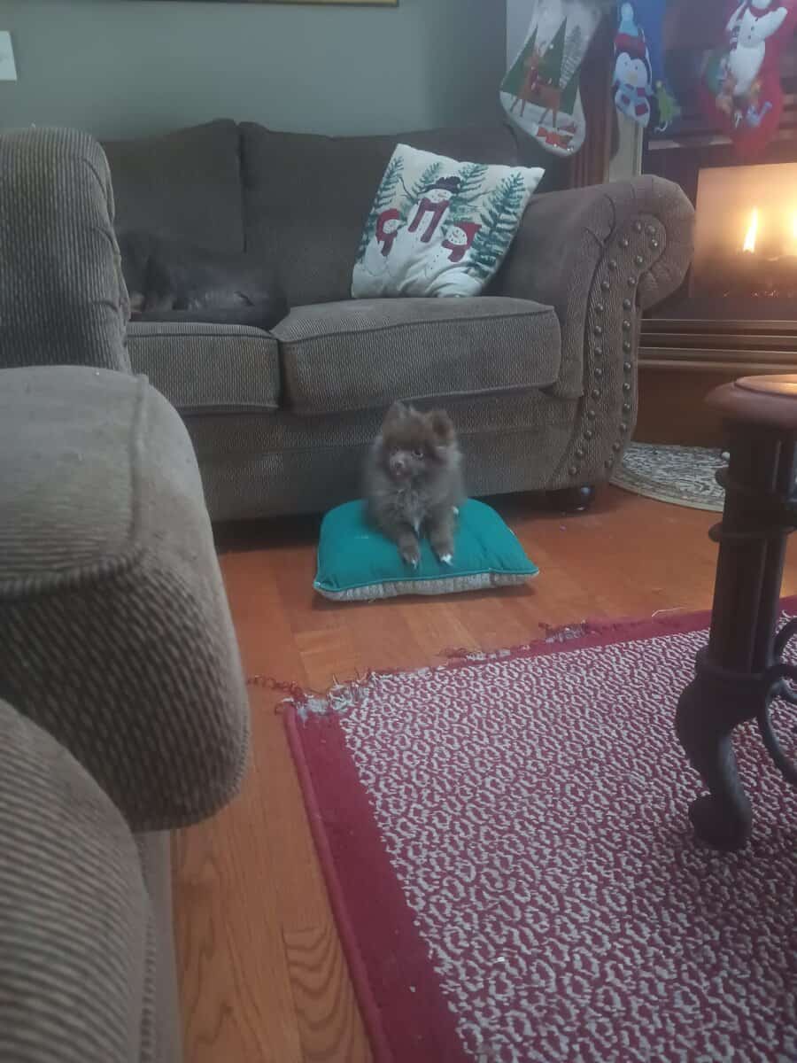 Brownie Pomeranian Puppy image 6