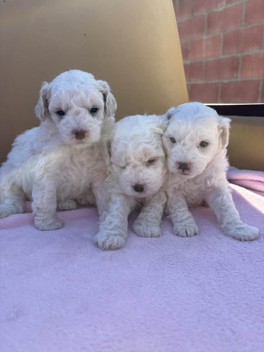 Puppies multipoo image 1
