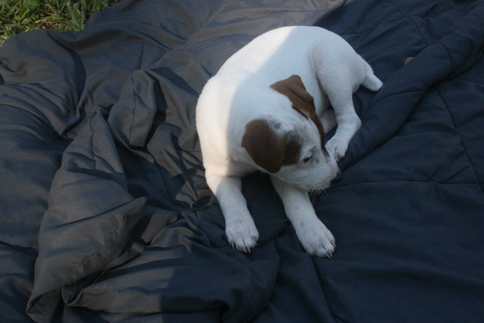 Jack Russell Terrier Puppies for sale image 12