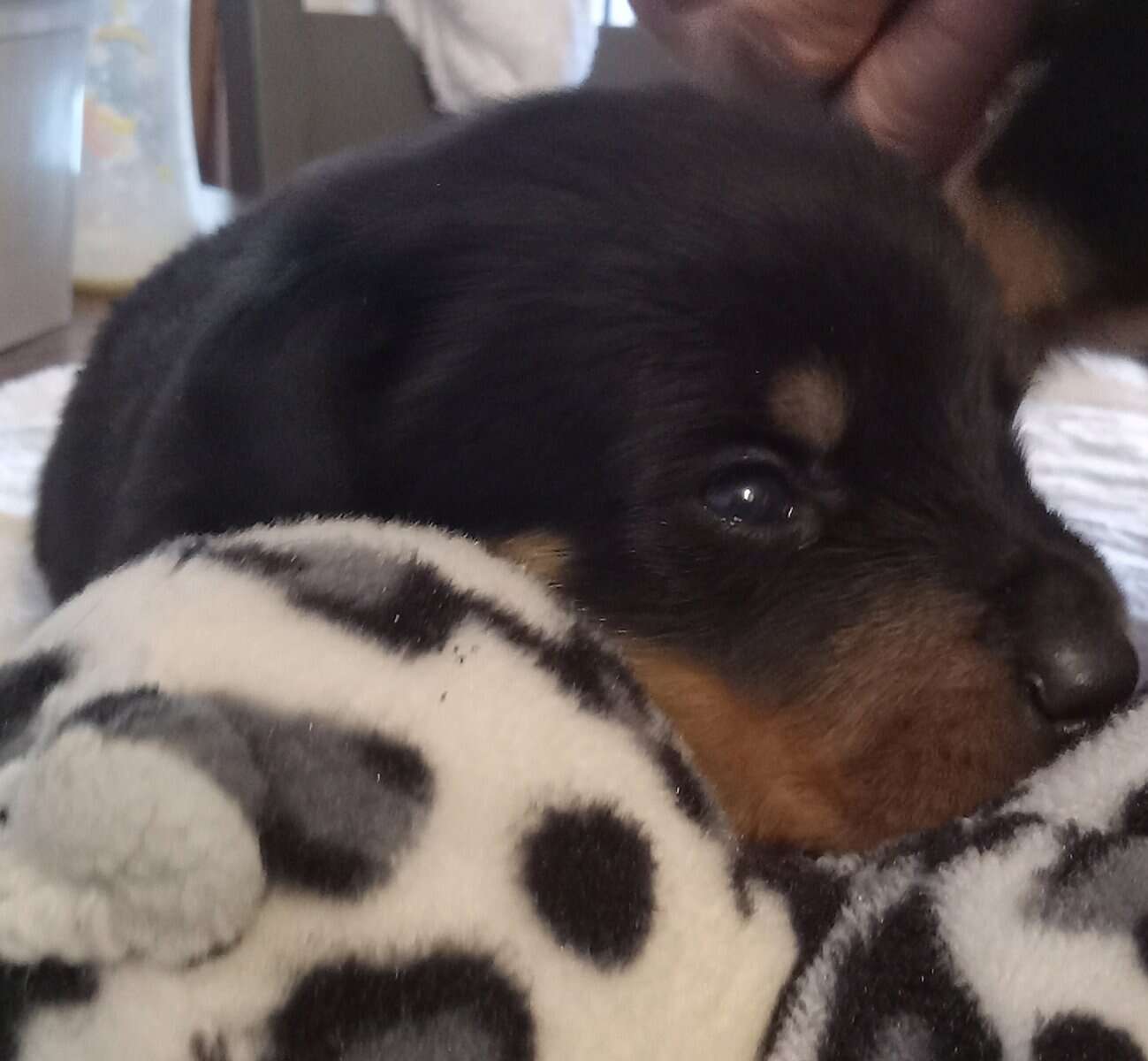 Rottweiler Puppies Looking for Forever Home image 8