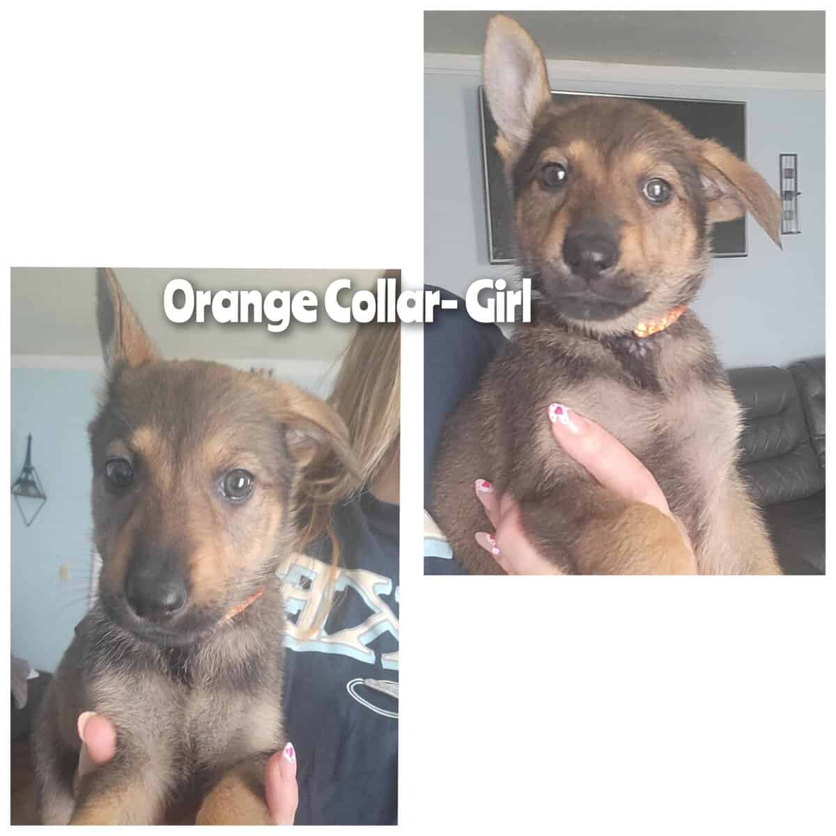 German Shepherd Puppies 2Girls Available image 2