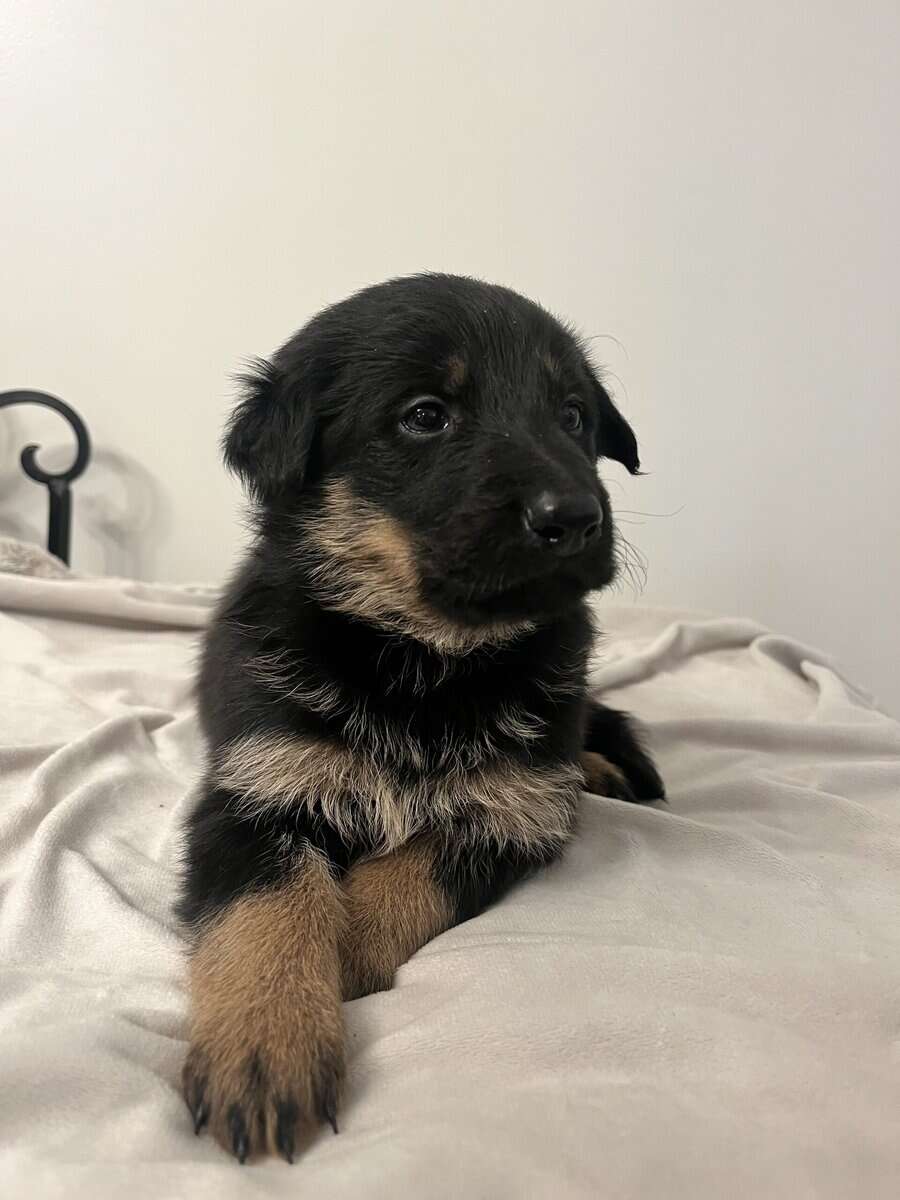 Shepadoodle (Vinny) image 2