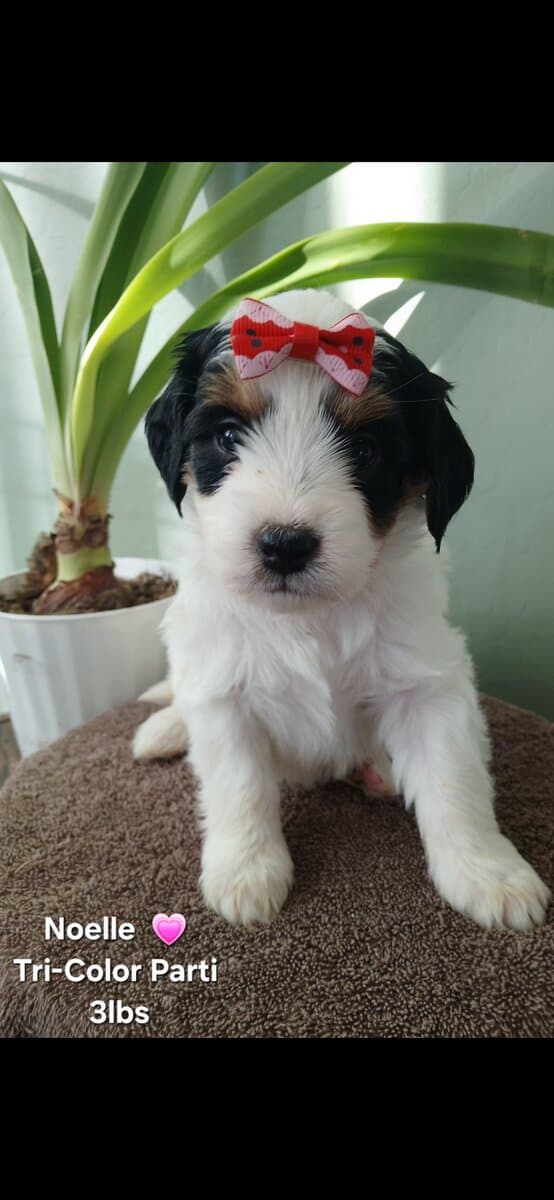 Beautiful Golden Bernedoodles image 10