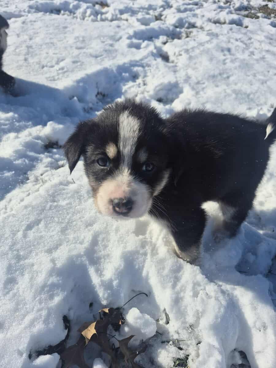 Blue Heeler Mom and German Shepherd Dad puppies image 19