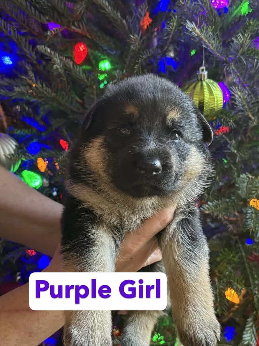 AKC German Shepherd Puppies image 2
