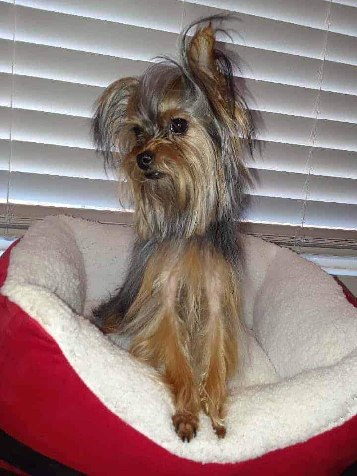 Male yorkie in need of new home image 3