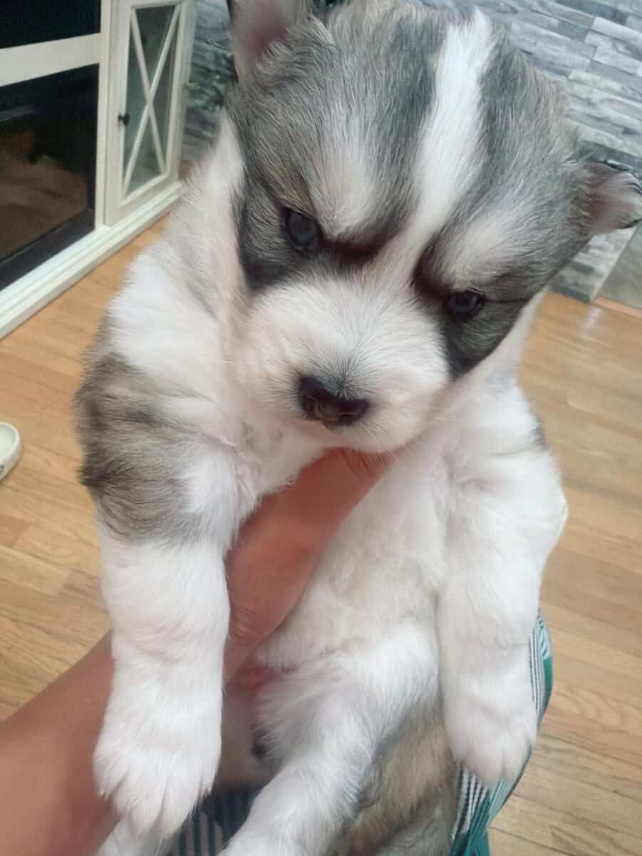 I got three females siberian Huskies image 2