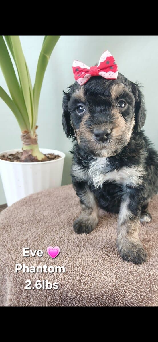 Beautiful Golden Bernedoodles image 2