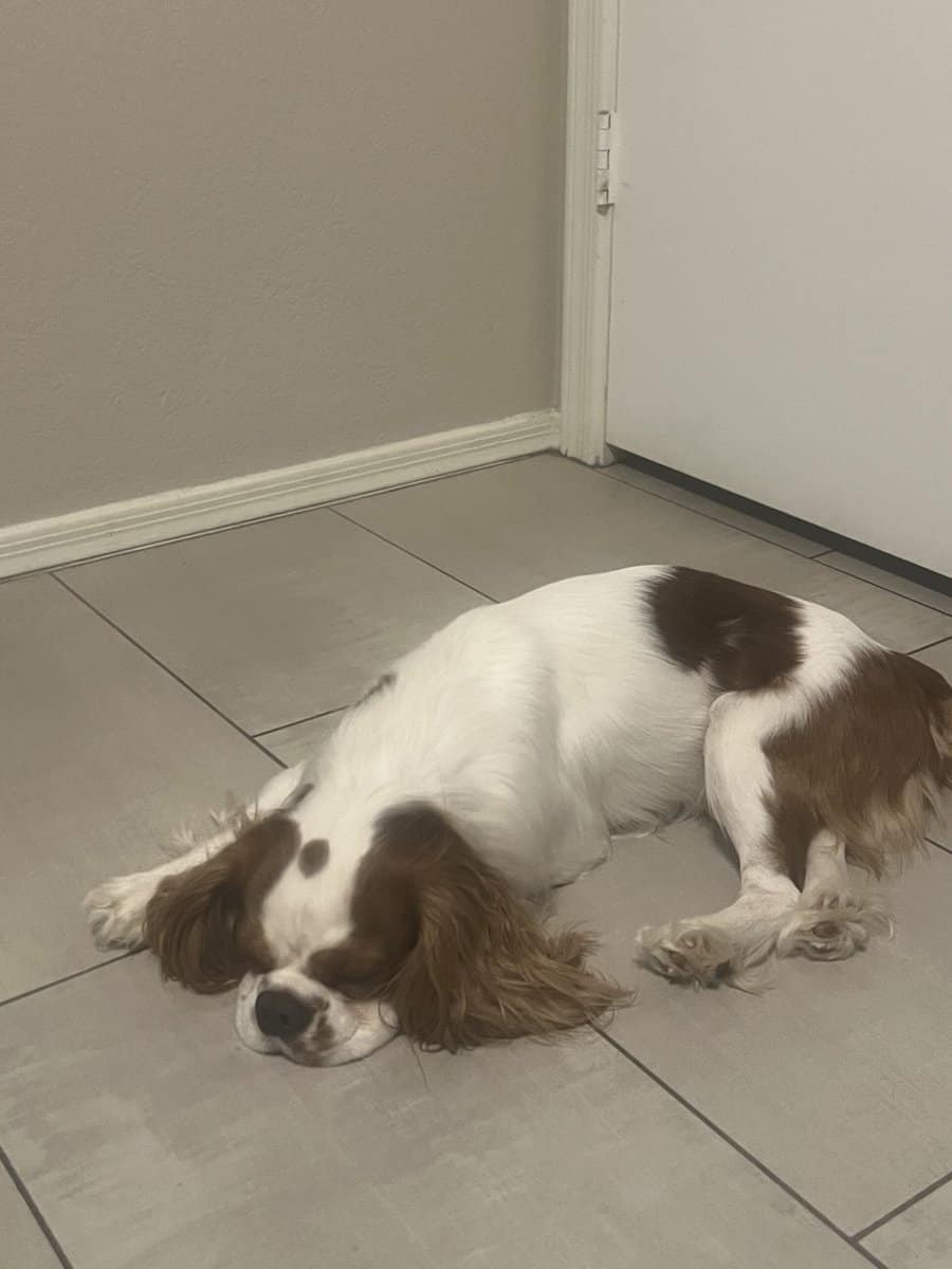 King Charles cavalier image 6
