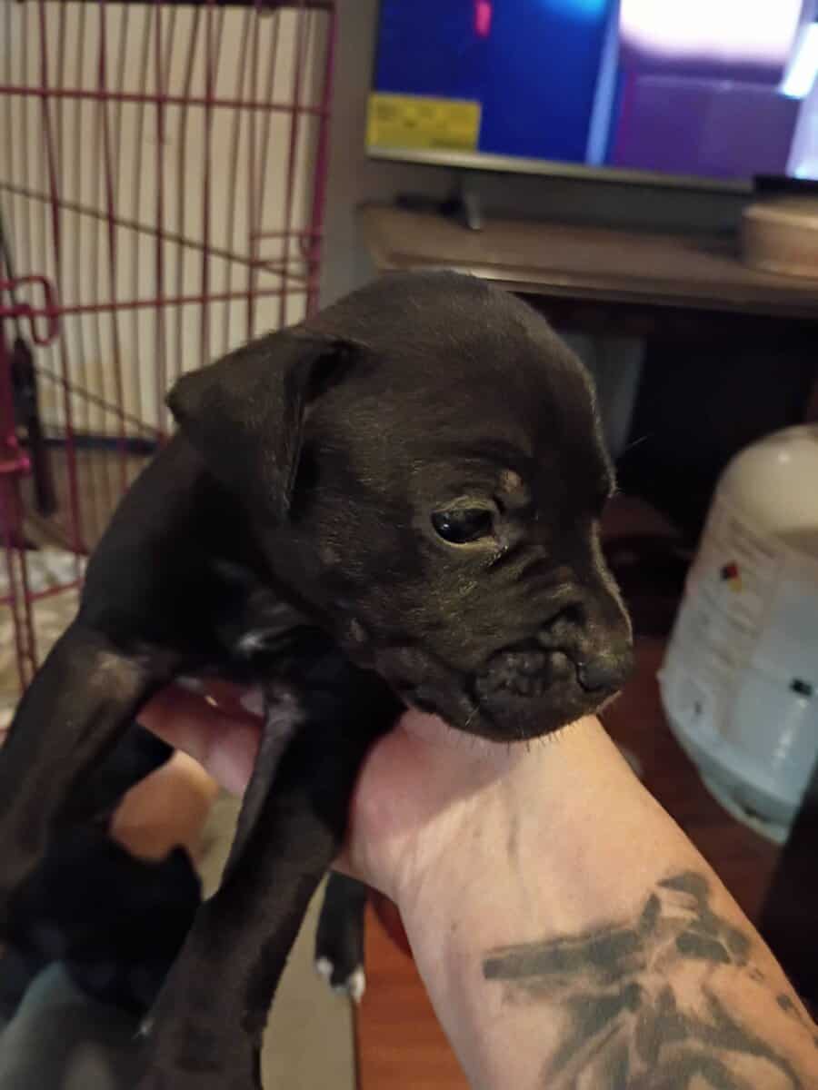 Pit puppies image 1