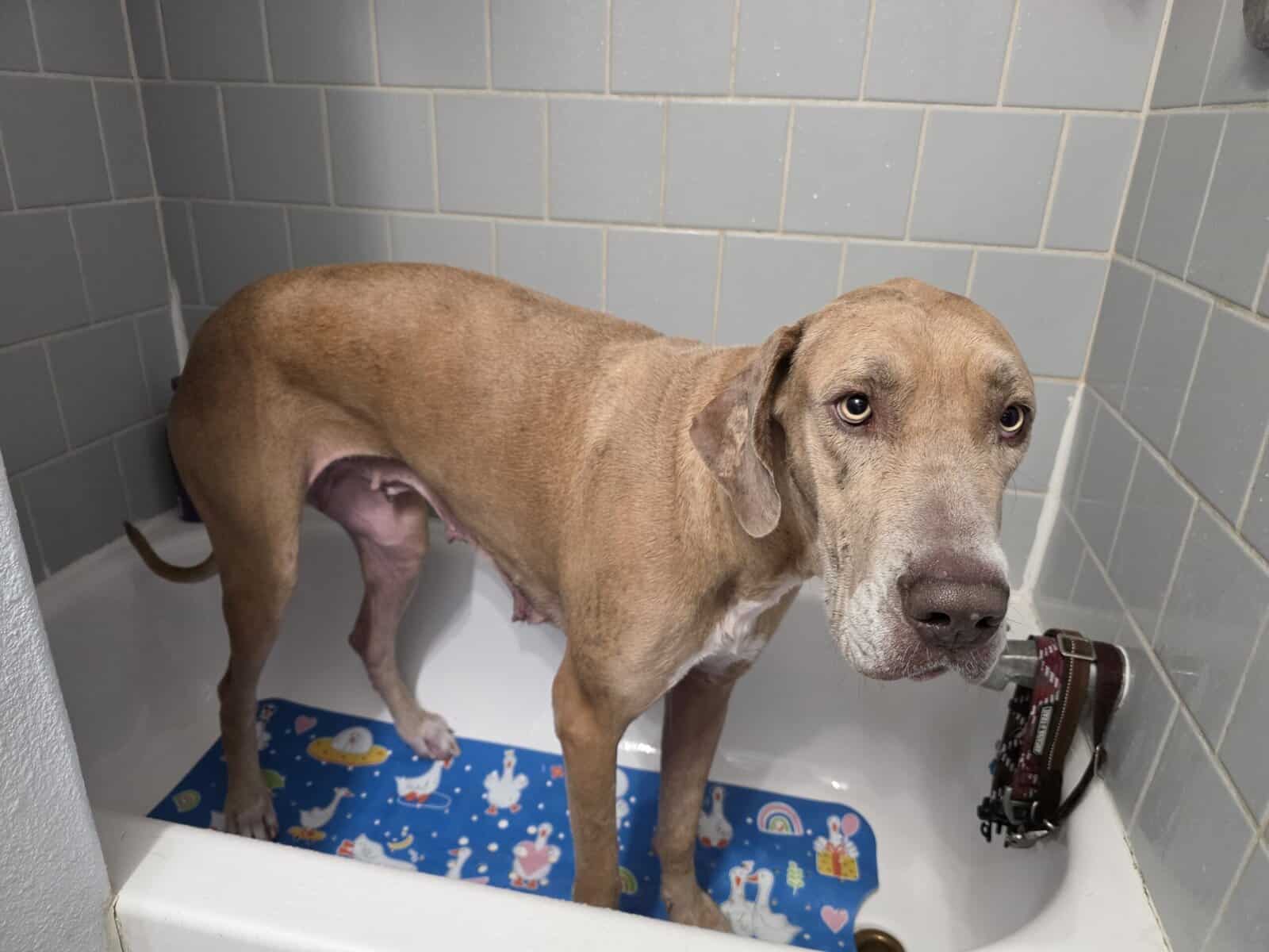 Great Dane puppies image 6