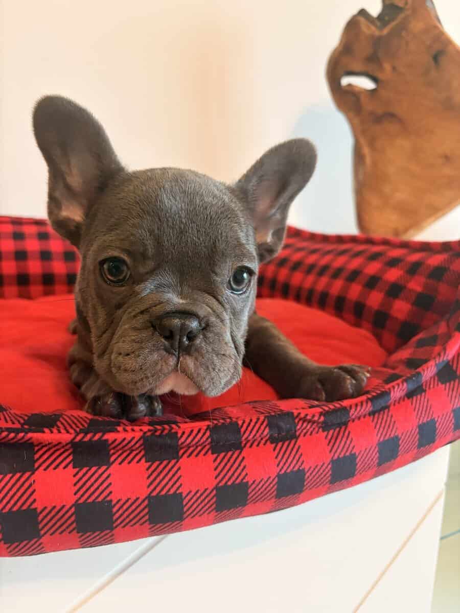Frenchies looking for a Forever Home image 6