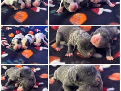 Blue nose pitbull puppies