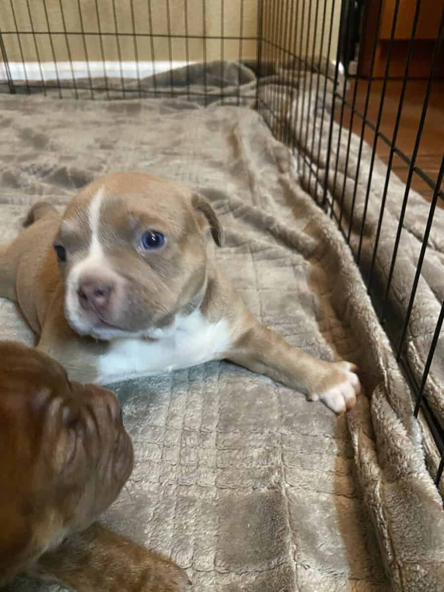 American bully image 3