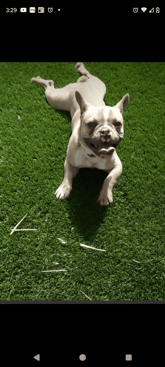 Isabella frenchie forsale image 1