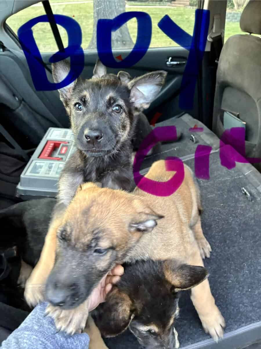 Belgian Malinios Puppies image 7
