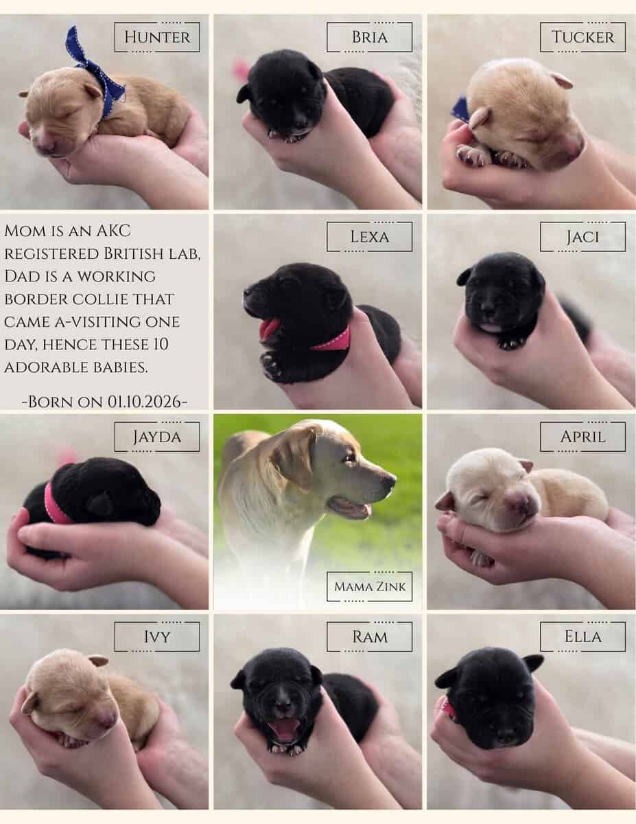 Labrador Retriever/Border Collie Puppies For Sale image 2