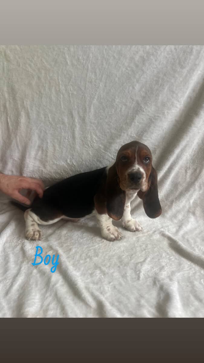 Purebred Basset Puppies image 3