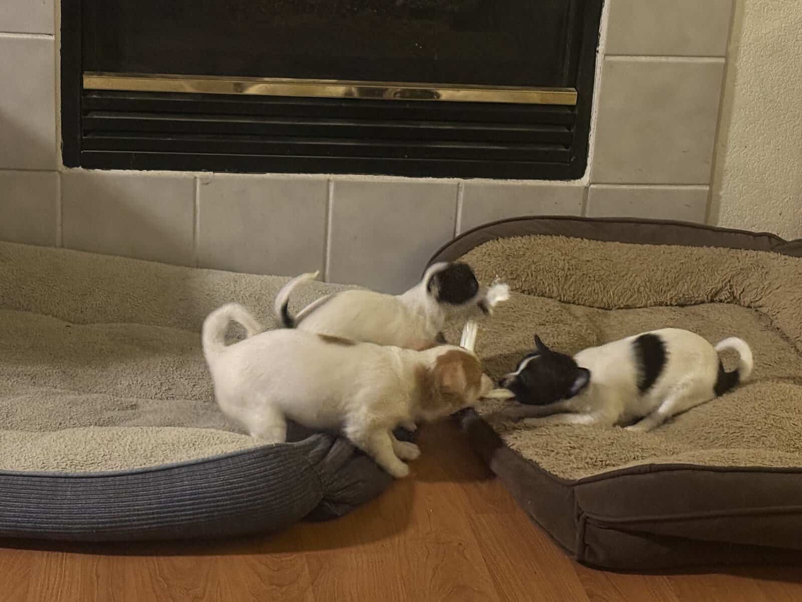 Pomchi puppies image 3