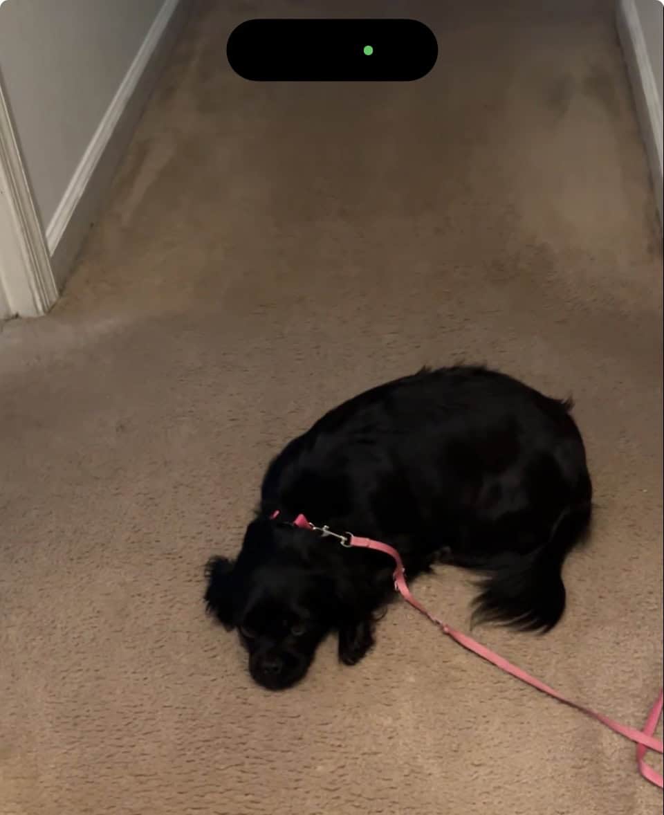 Rehoming Lo image 2