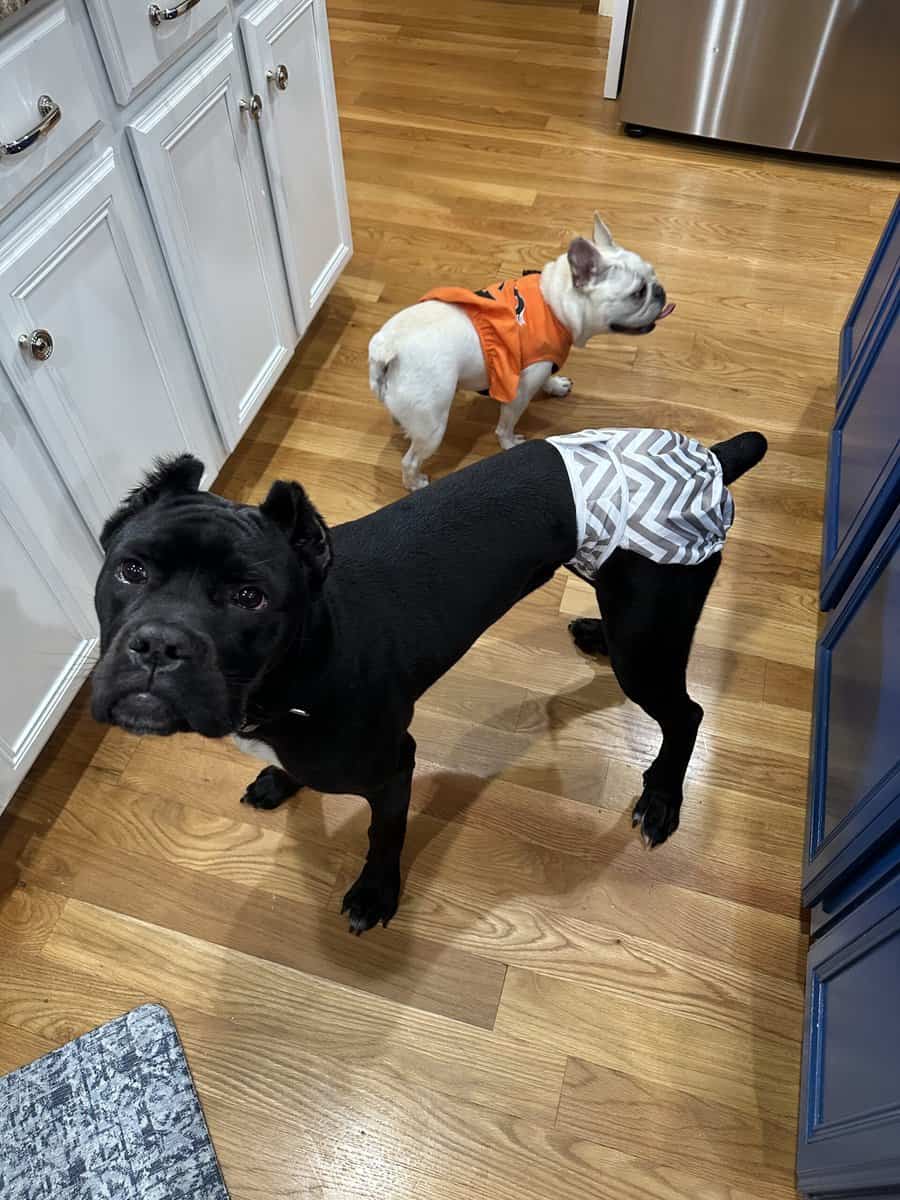 Cane Corso Pup image 4