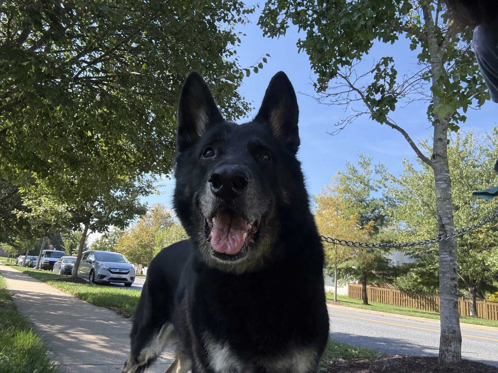 looking for home for my German Shepherd image 6