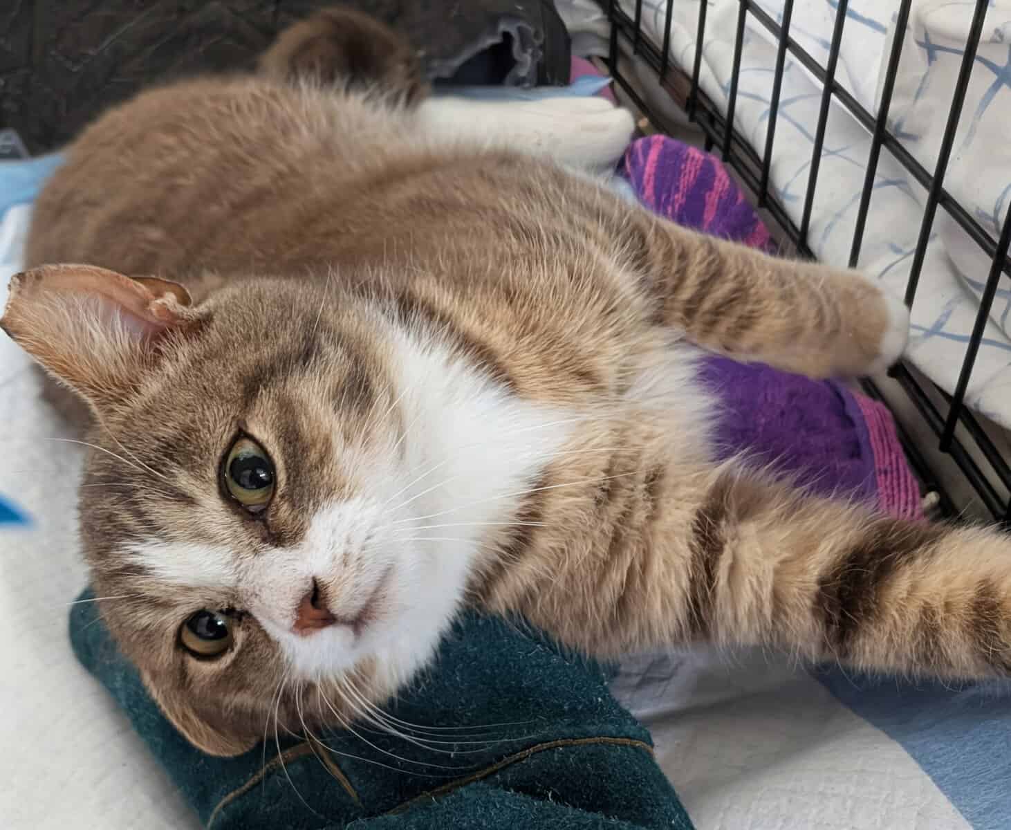 🐾 Rescued Kitties Seeking Forever Homes! image 3
