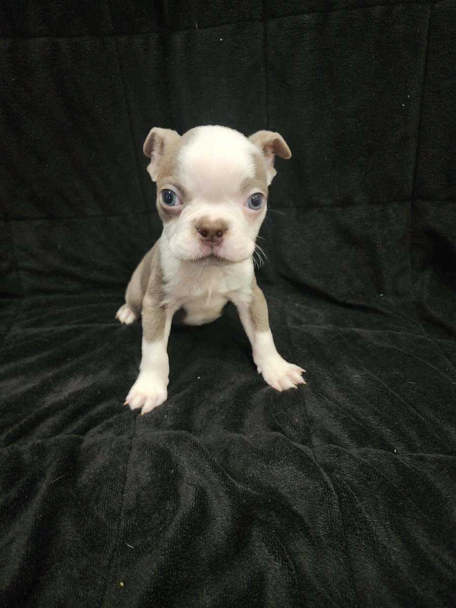 Boston Terrier male image 1