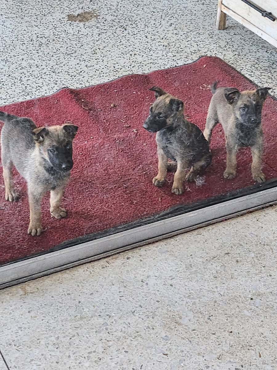 K9 pups image 3