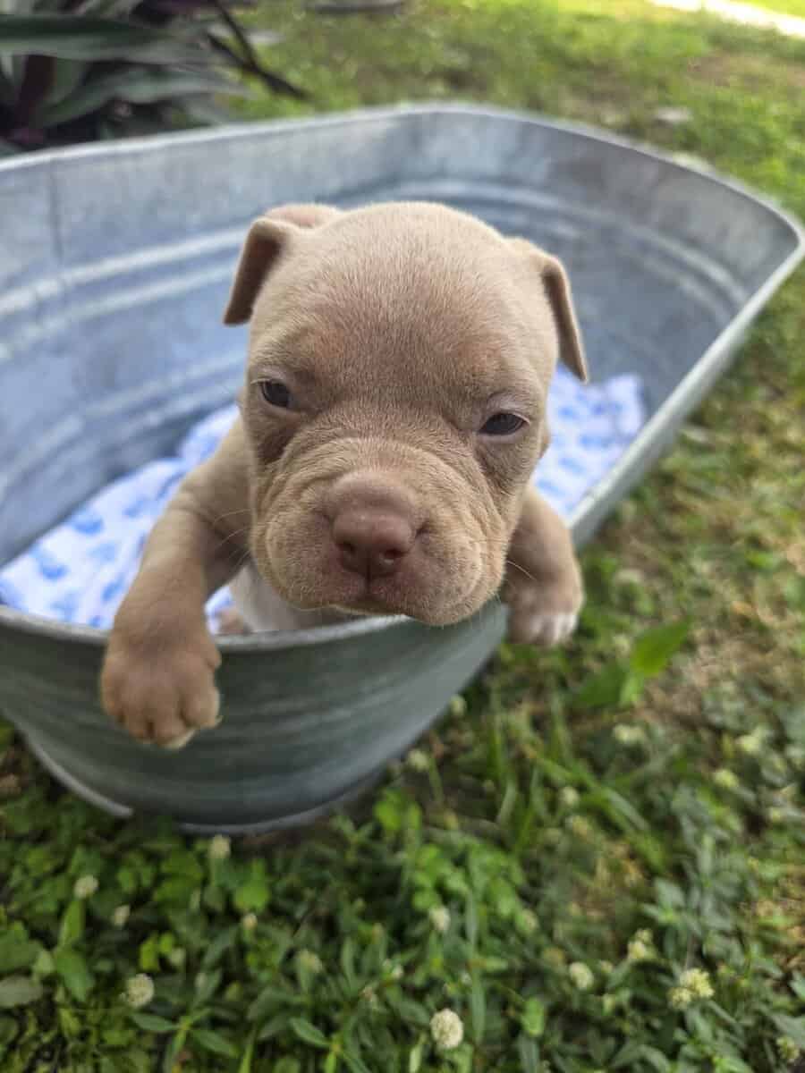 Bully puppies image 1