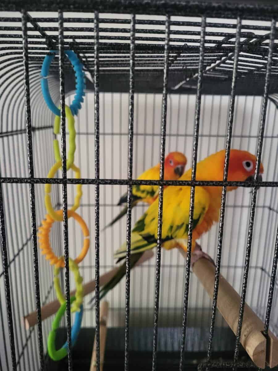 Sun Conures image 1