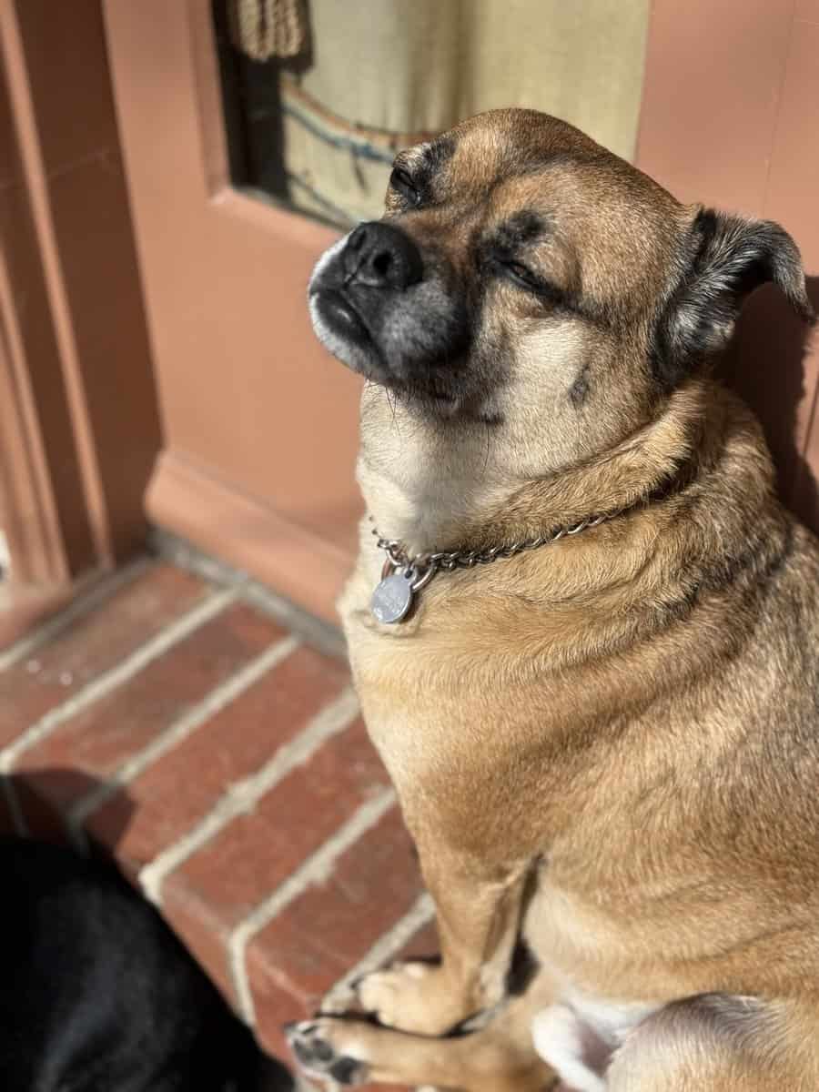 Hiking dog image 2